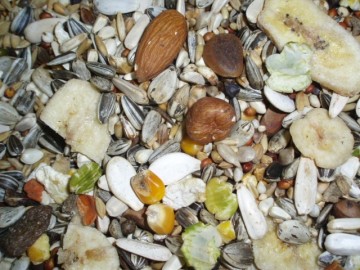 Grijzeroodstaart premium 0